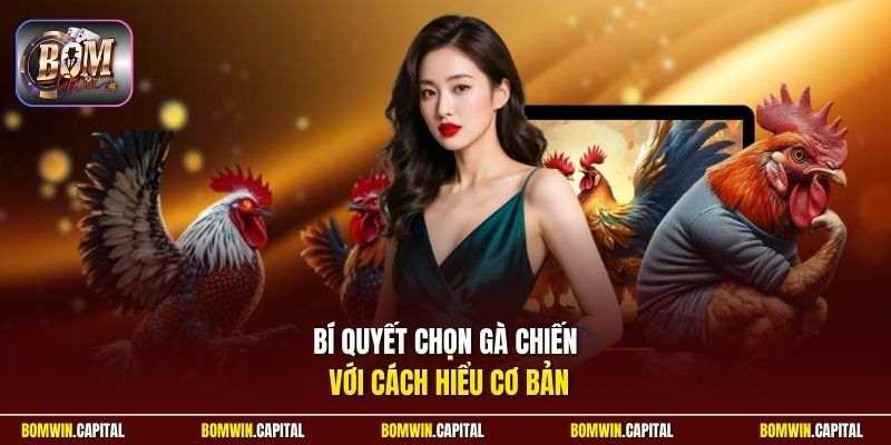 Bí quyết chọn gà chiến với cách hiểu cơ bản