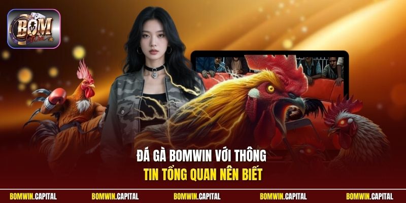 Đá gà Bomwin với thông tin tổng quan nên biết