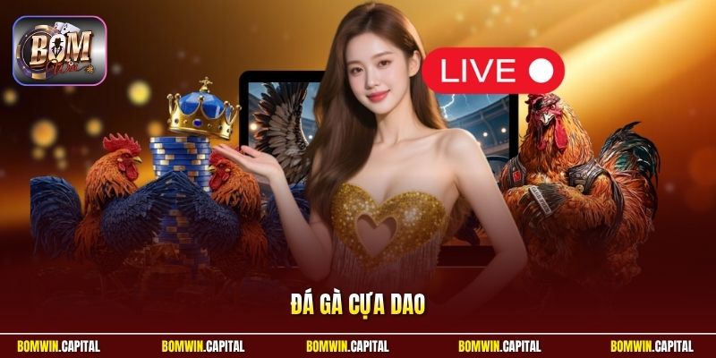 Đá Gà Cựa Dao - Những Trận Đấu Đỉnh Cao, Kịch Tính Nhất