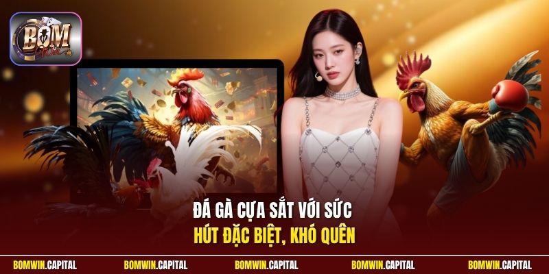Đá gà cựa sắt với sức hút đặc biệt, khó quên
