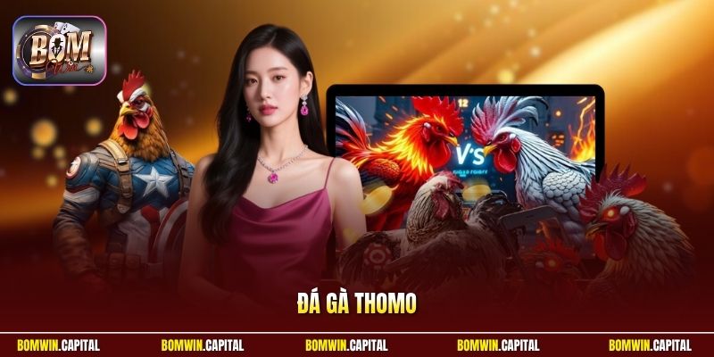 Đá Gà Thomo Tại Bomwin - Đỉnh Cao Chiến Kê Khu Vực Campuchia